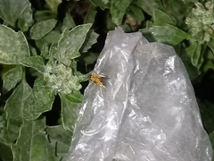 Pyrausta californicalis