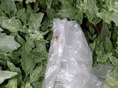 Pyrausta californicalis