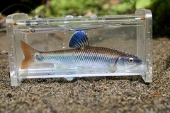 Alabama Shiner photo 3