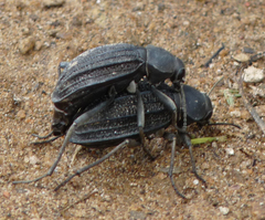 Somaticus aeneus
