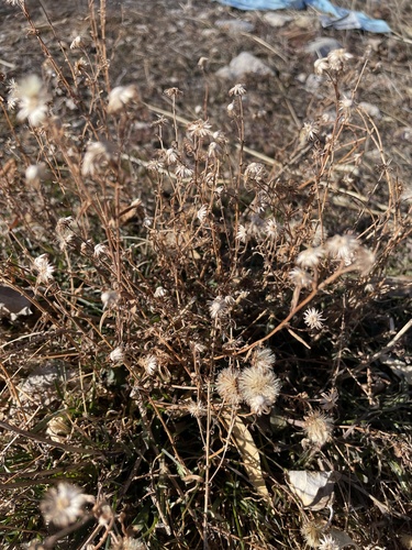 Purple Haze California Aster winter