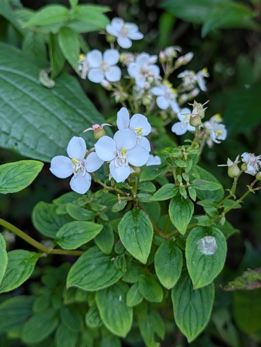 pearl flower (Heterocentron subtriplinervium)