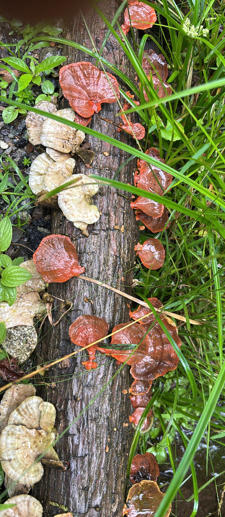 Trametes sanguinea · November 2025 · photo: © scaup (iNaturalist, cc0)