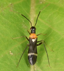 Pseudoxenetus regalis
