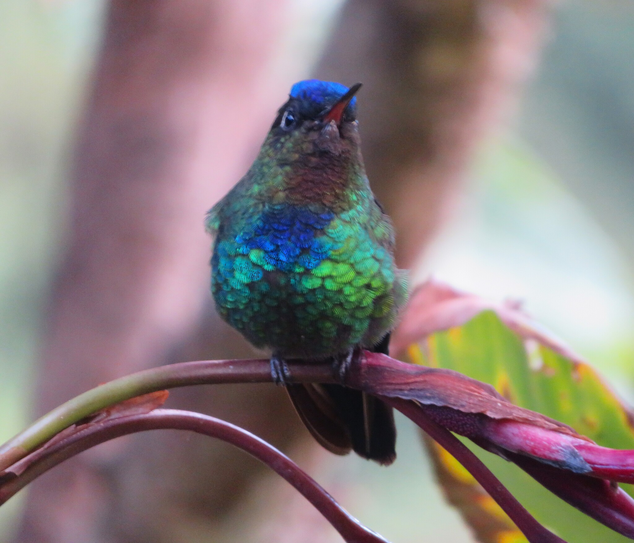 Fiery-throated Hummingbird (Panterpe insignis), photo 2