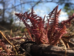 Pedicularis labradorica