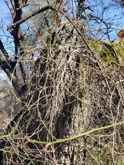 Smilax californica