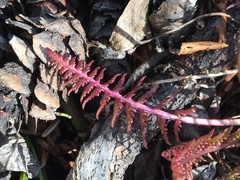 Pedicularis labradorica