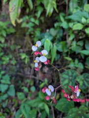 Begonia squarrosa, photograph (c) Zac Peterson, some rights reserved (CC BY)