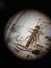 Hesperoperla pacifica