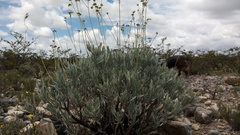 Parthenium argentatum