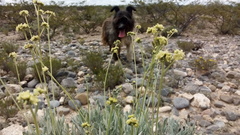 Parthenium argentatum