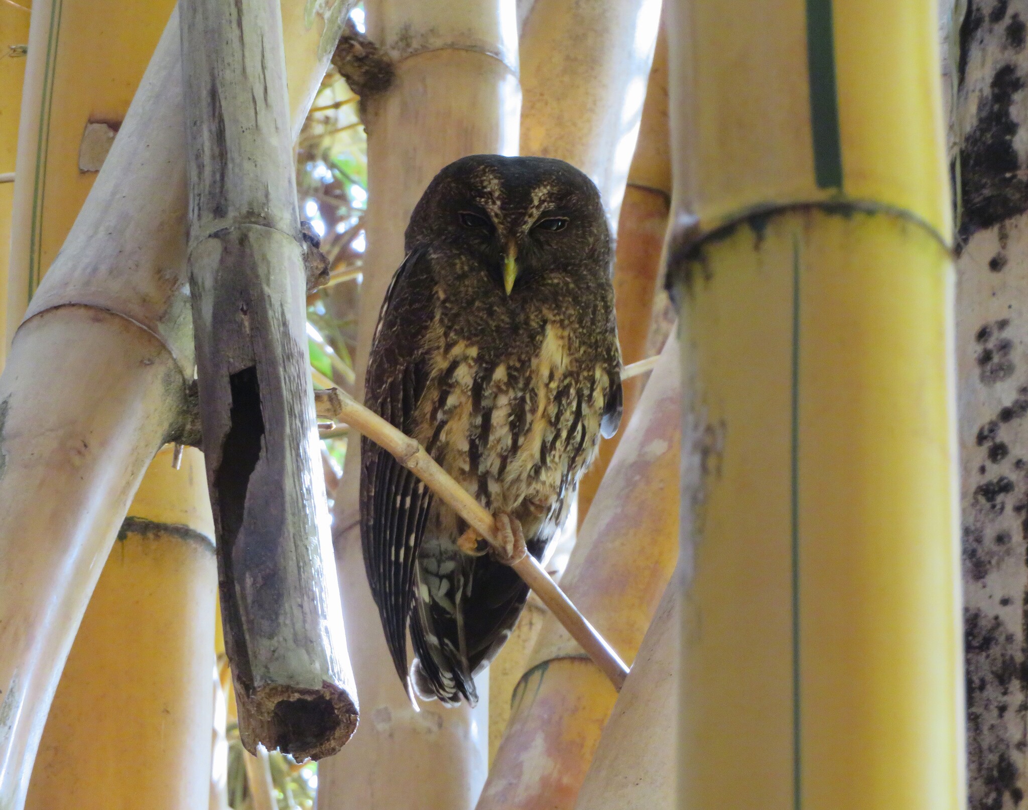 Mottled Owl (Strix virgata), photo 6