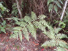 Cyathea arborea
