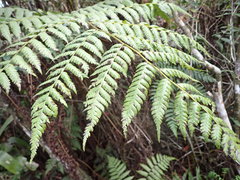 Cyathea arborea