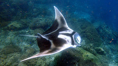 Giant Manta Ray photo 5