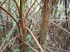 Cyathea arborea