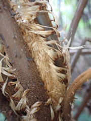 Cyathea arborea