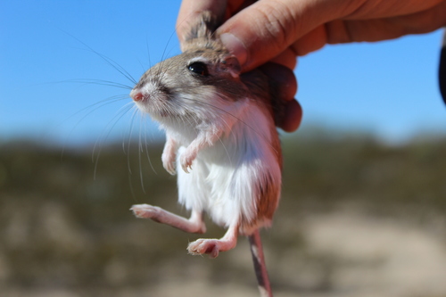 Merriam's Kangaroo Rat (Dipodomys merriami)
