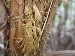 Cyathea arborea