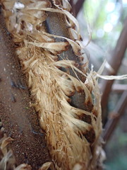 Cyathea arborea