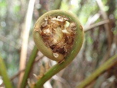 Cyathea arborea