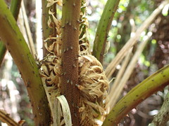 Cyathea arborea