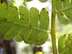 Cyathea arborea