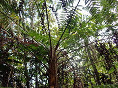 Cyathea arborea