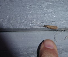 Triplectides obsoletus