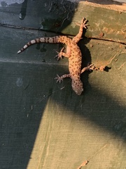 Hemidactylus turcicus
