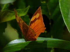 Fountainea eurypyle confusa