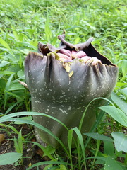 Amorphophallus paeoniifolius