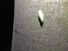 Panchlora thalassina