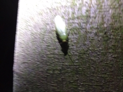 Panchlora thalassina