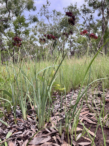 scarlet bloodroot