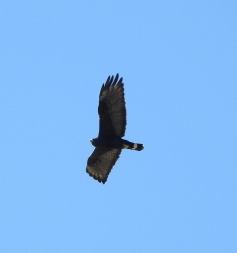 Zone-tailed Hawk (Buteo albonotatus), photo 3