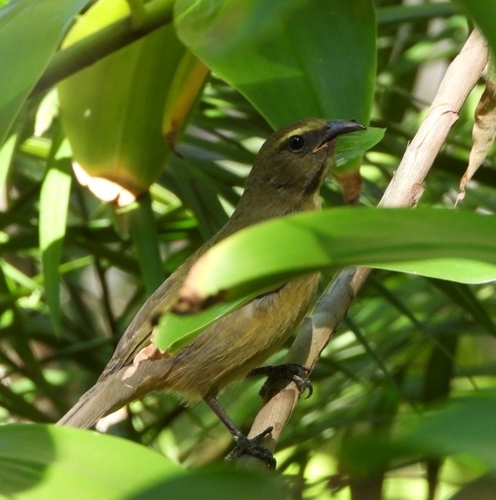 Cinnamon-bellied Saltator (Saltator grandis), photo 3