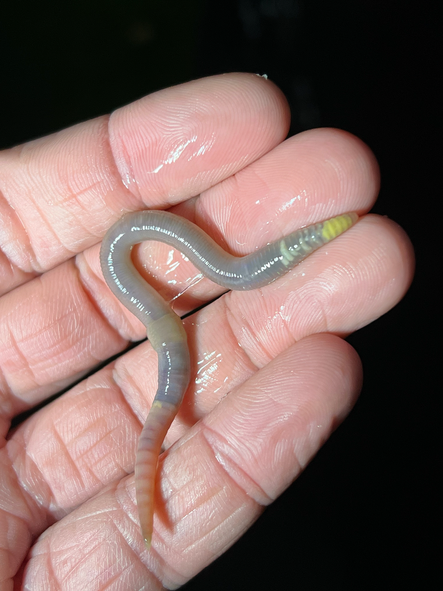Octolasion cyaneum (Savigny, 1826)