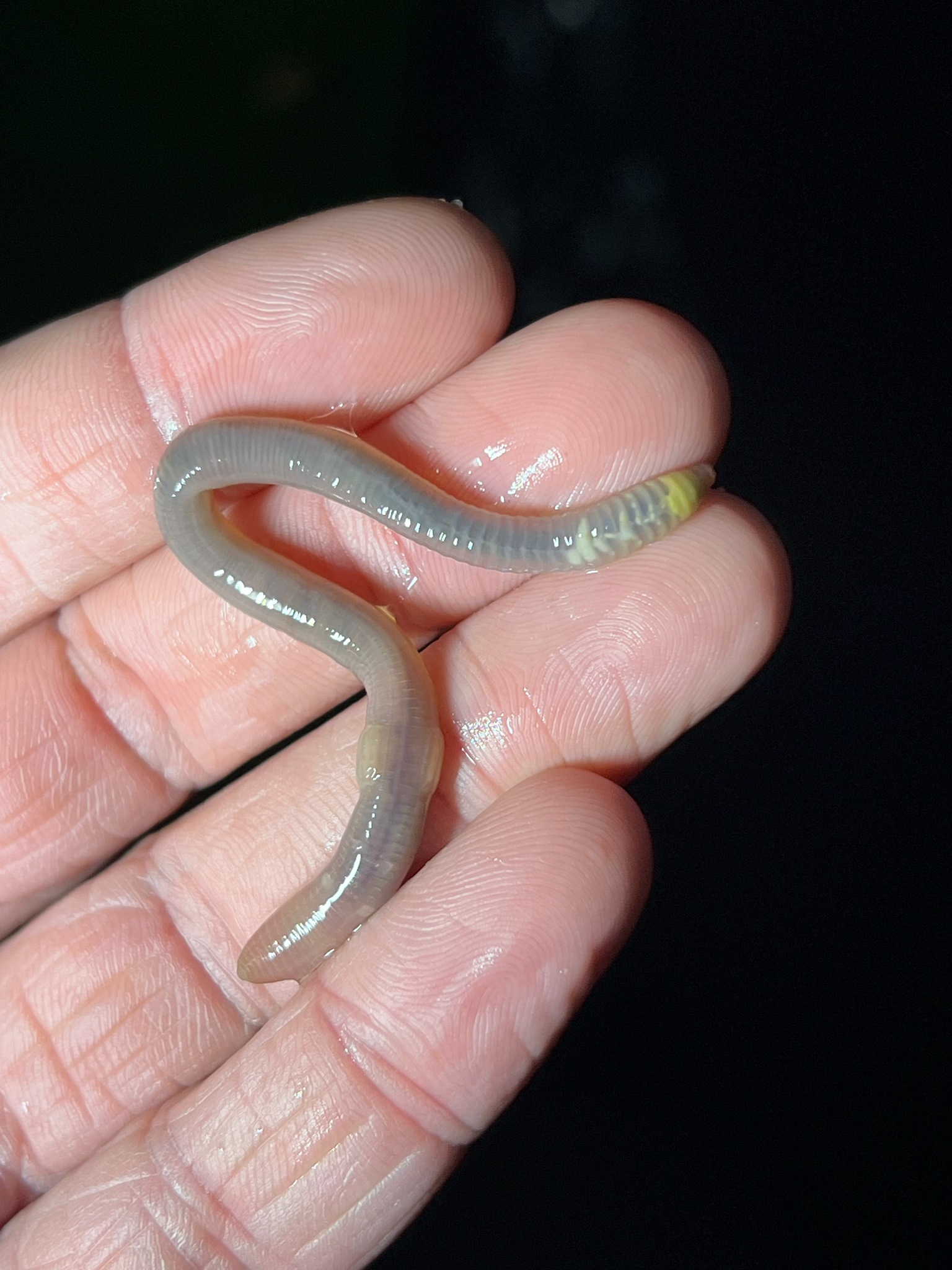 Octolasion cyaneum (Savigny, 1826)