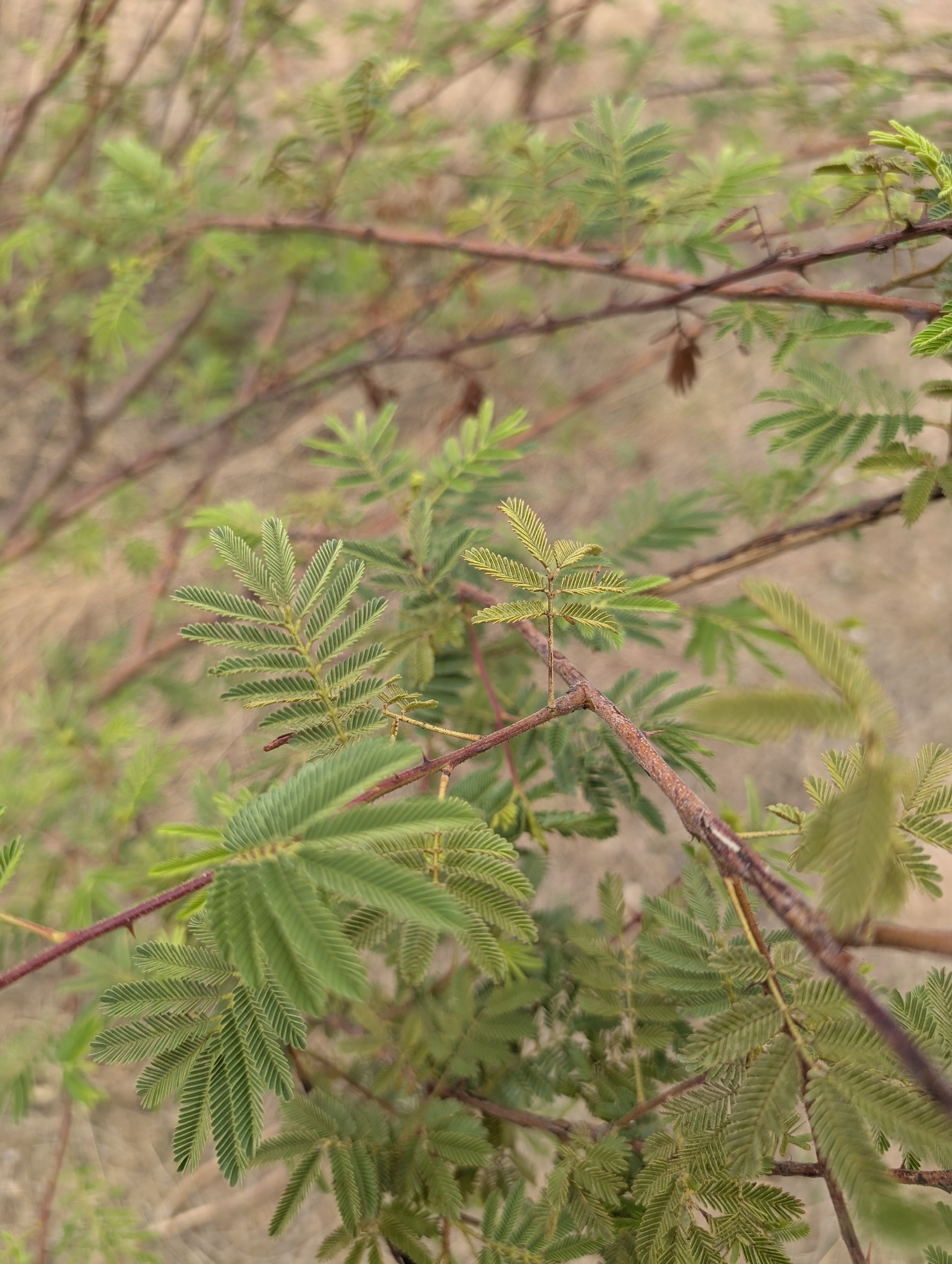 Mimosa tenuiflora