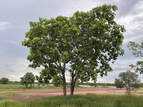 Terminalia platyphylla