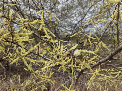 Jurema (Mimosa tenuiflora)