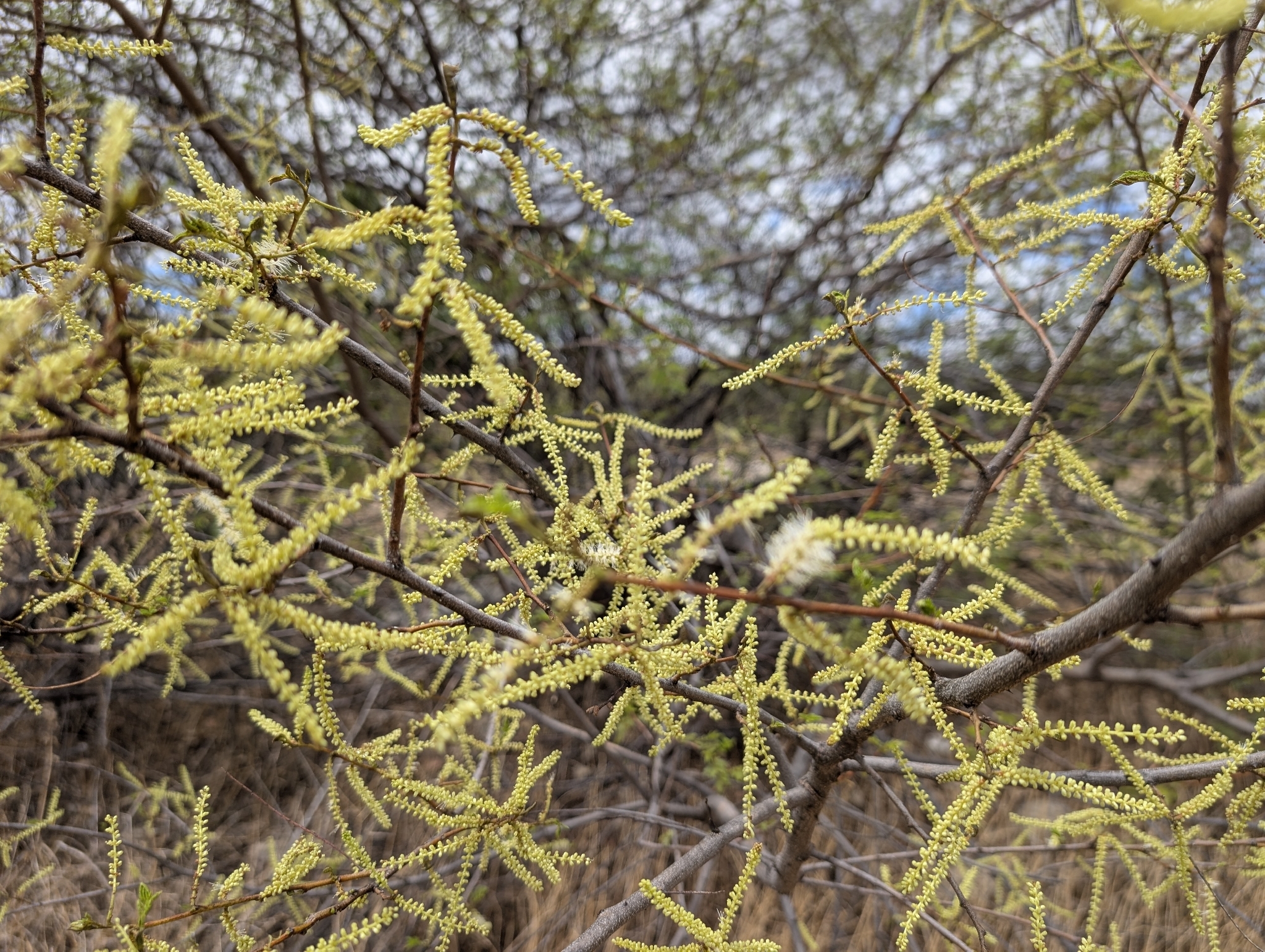 Mimosa tenuiflora