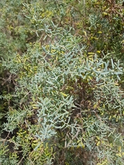 Suaeda divaricata
