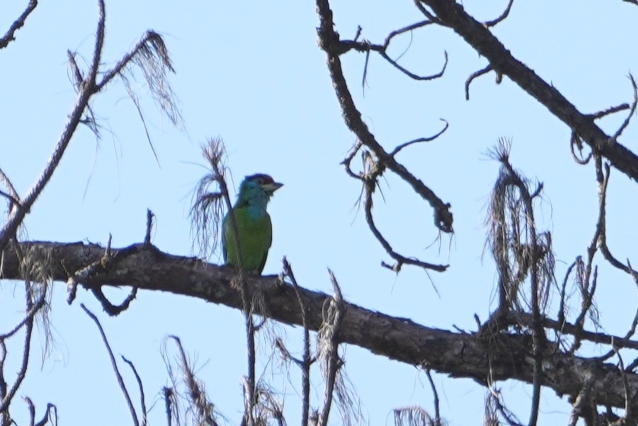 Blue-throated Barbet (Psilopogon asiaticus), photo 2