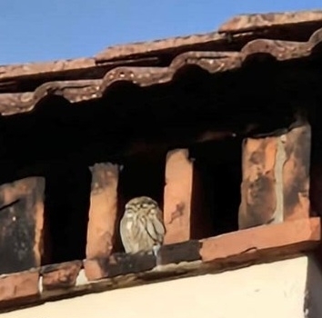 View observation of {o.common_name} on iNaturalist