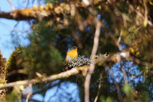 Slaty-backed Flycatcher (Ficedula erithacus), photo 8