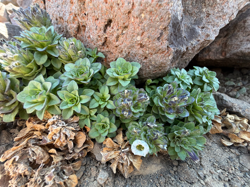 Combera paradoxa (Combera paradoxa)
