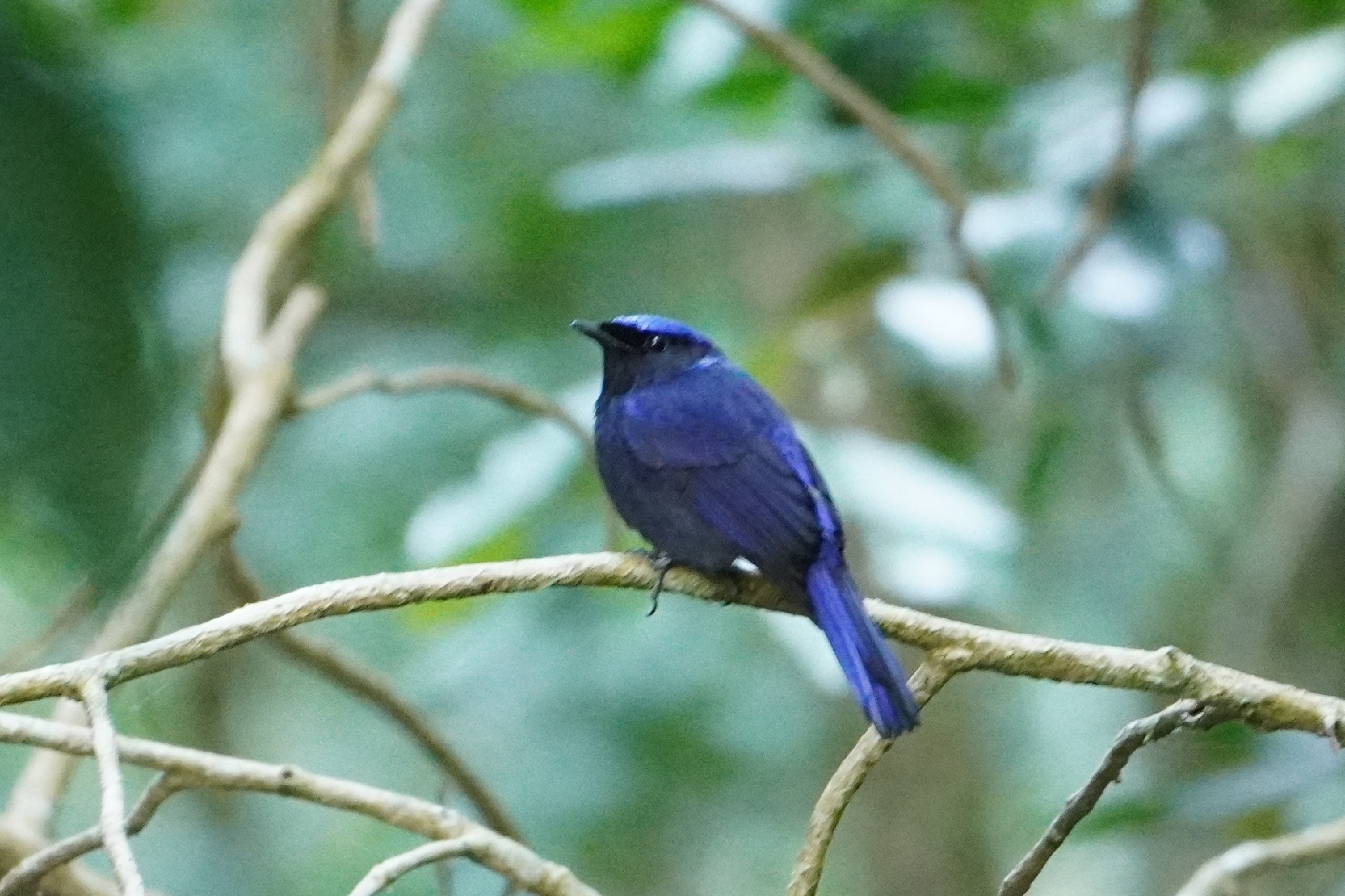 Large Niltava (Niltava grandis), photo 1